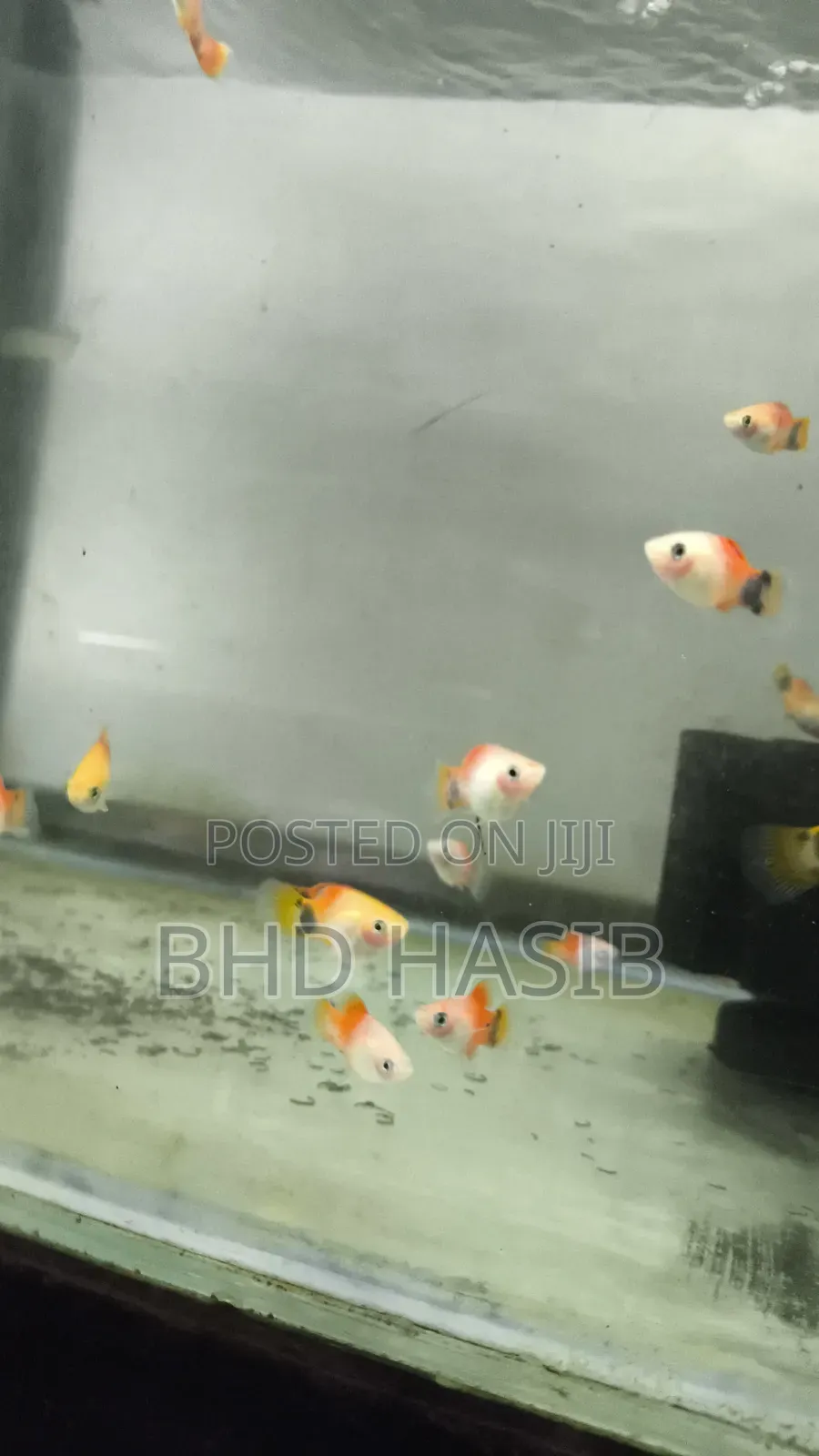 Everything for your Aquarium
