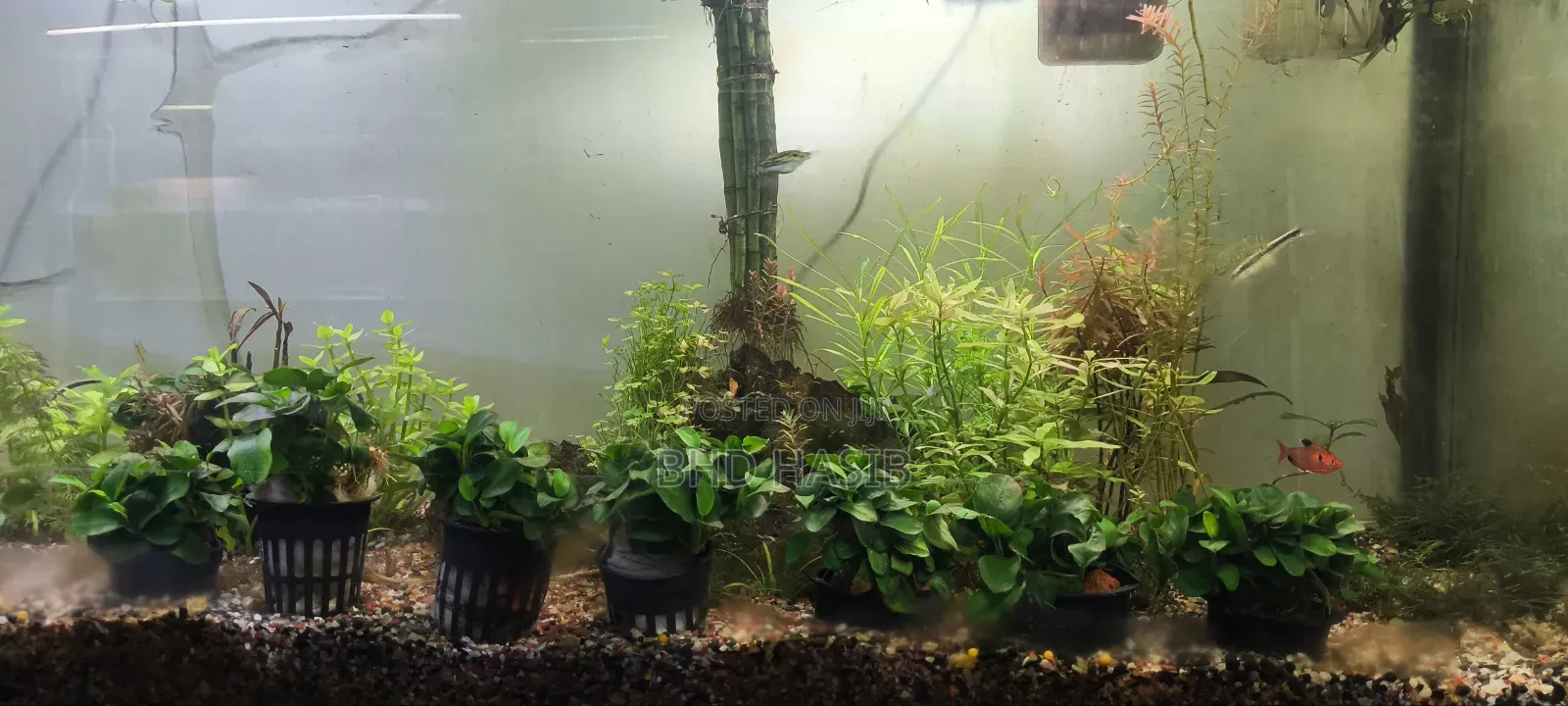 Everything for your Aquarium