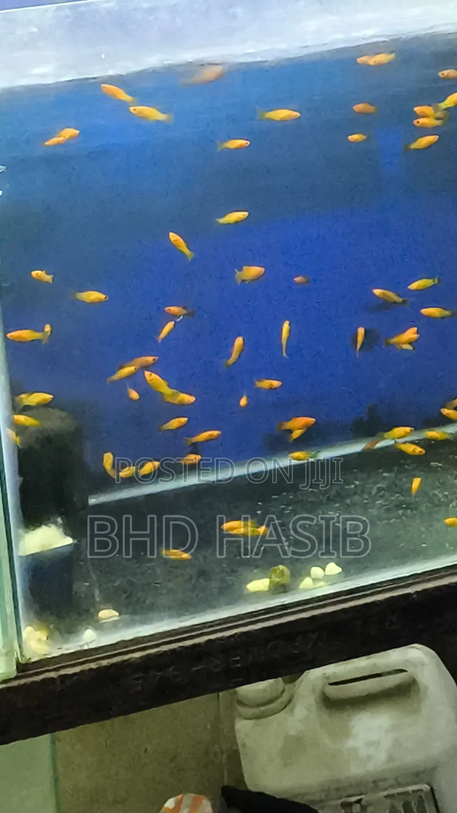 Everything for your Aquarium