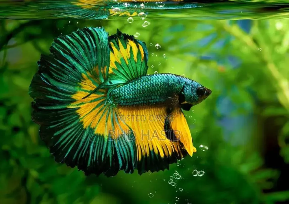 Everything for your Aquarium