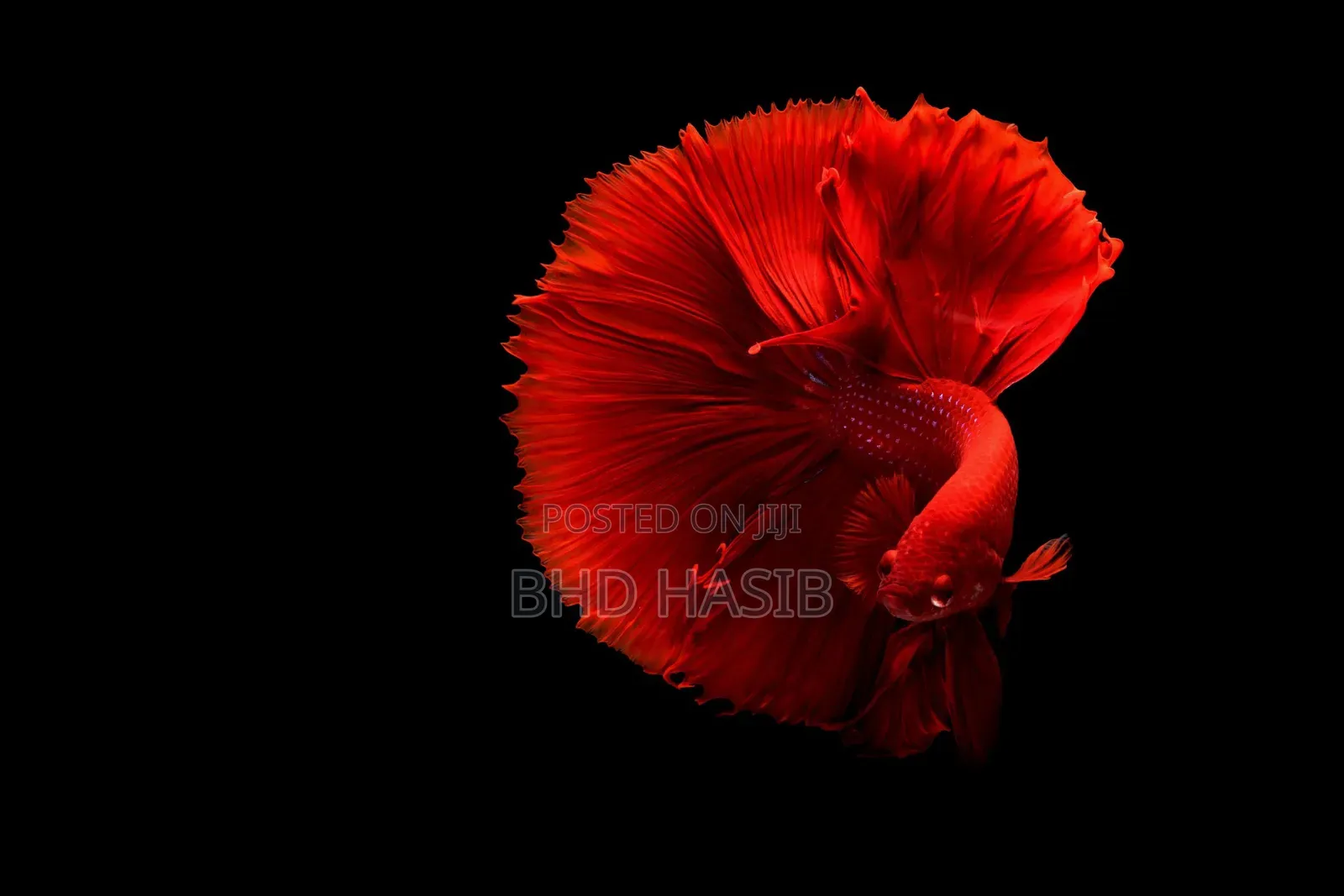 Everything for your Aquarium
