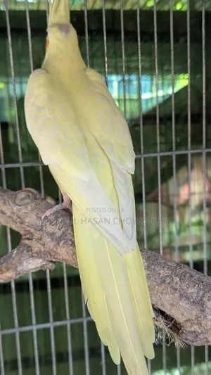 লুটিনো হেভি পার্ল ককাটেল ফিমেল