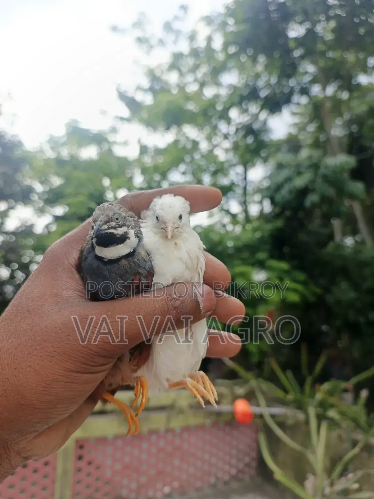 King Quail running, chicks, and eggs are always available