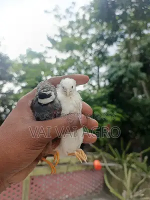 King Quail running, chicks, and eggs are always available