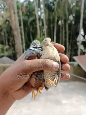 King Quail running, chicks, and eggs are always available