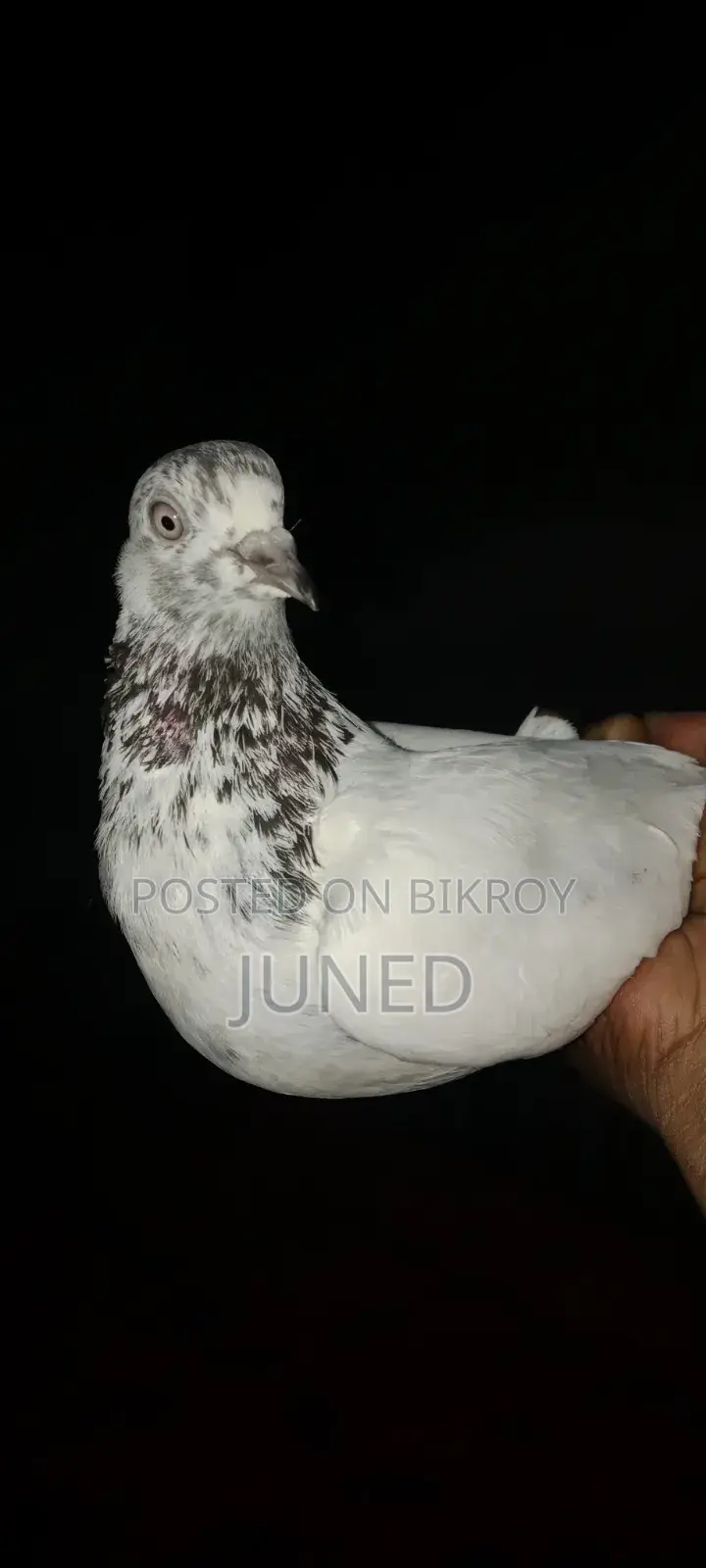 Vochal Pigeon