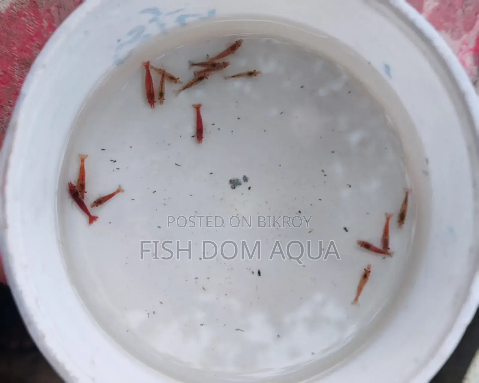 Fire Red Shrimp
