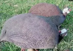 Three Guinea Fowl