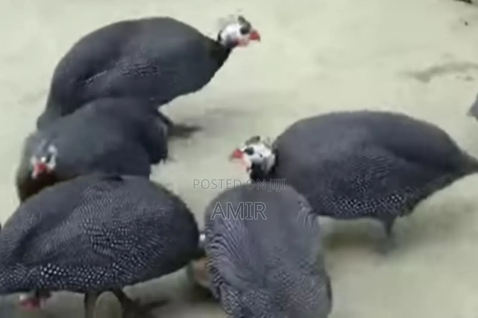Three Guinea Fowl