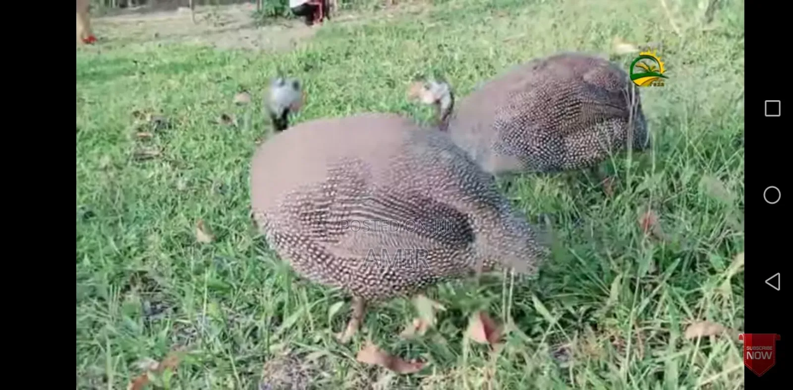 Three Guinea Fowl