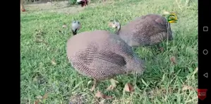 Three Guinea Fowl