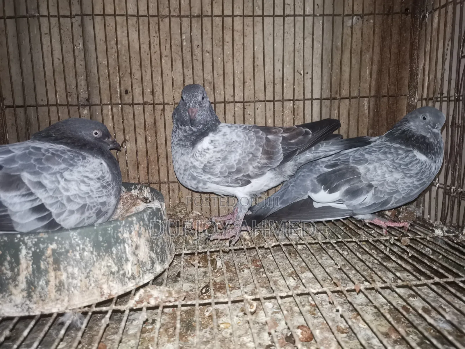 Silver Pigeon