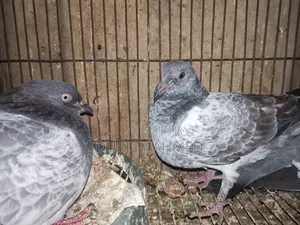 Silver Pigeon