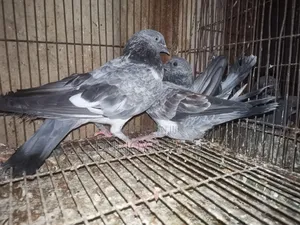 Silver Pigeon