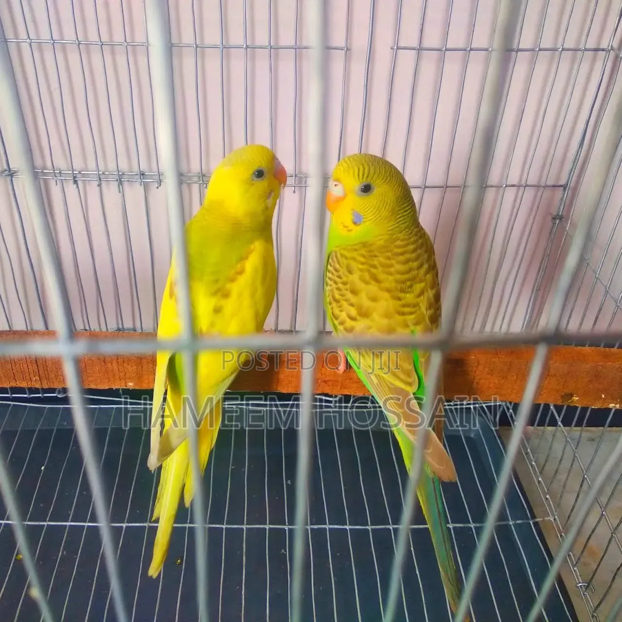 Budgerigar Birds