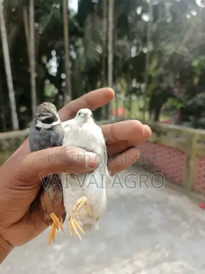 Running King Quail
