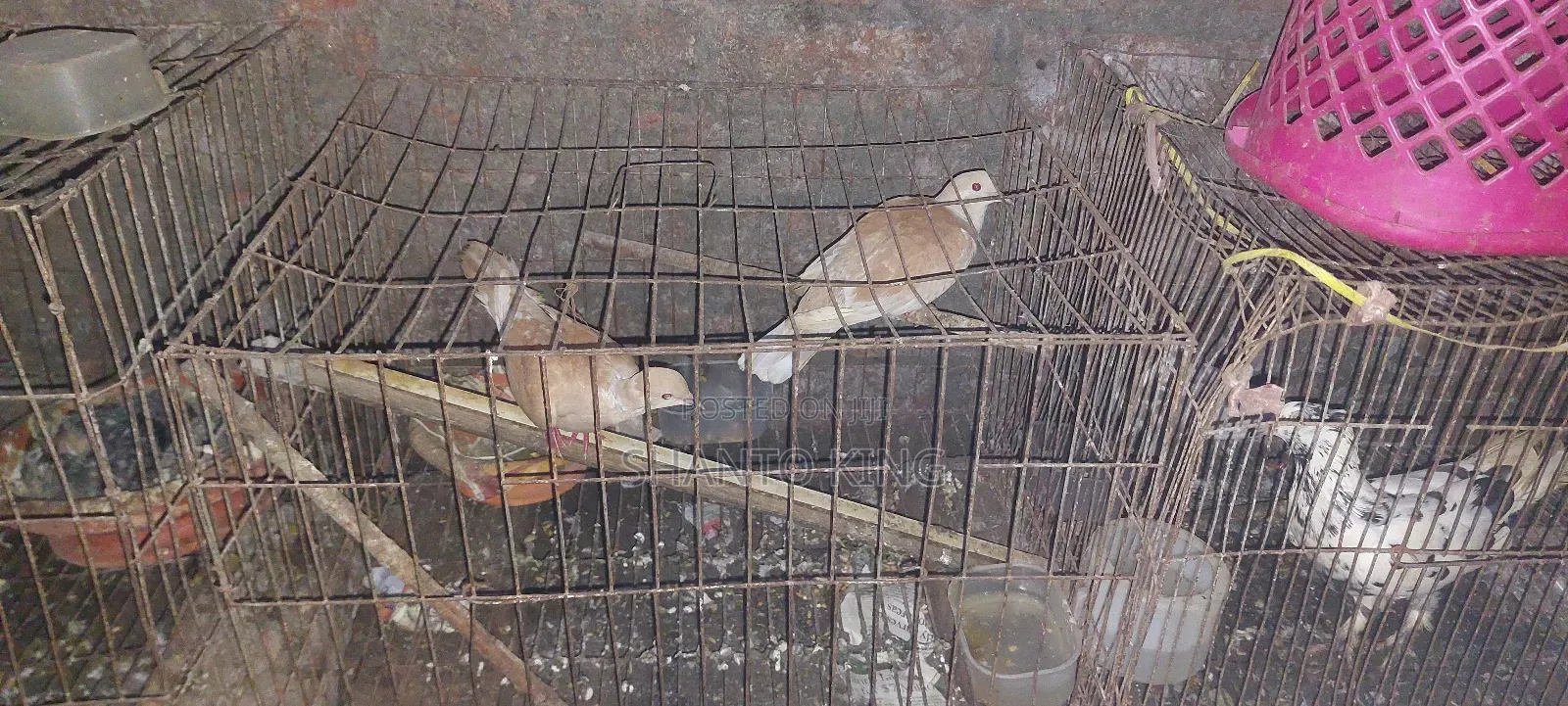 Australian Dove