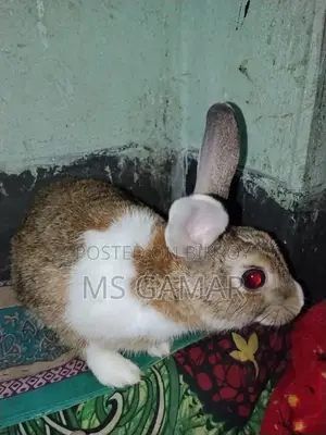 Rabbit Pair for Sale