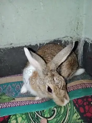 Rabbit Pair for Sale