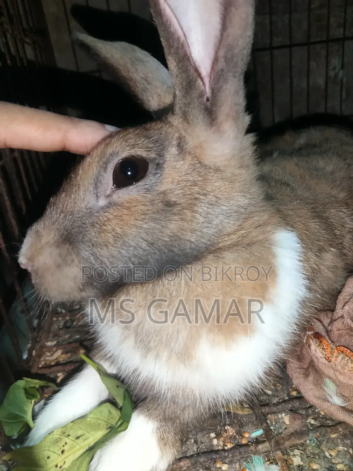 Rabbit Pair for Sale