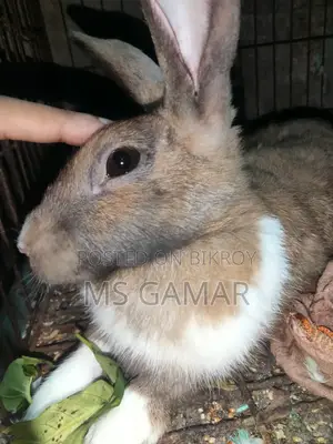 Rabbit Pair for Sale