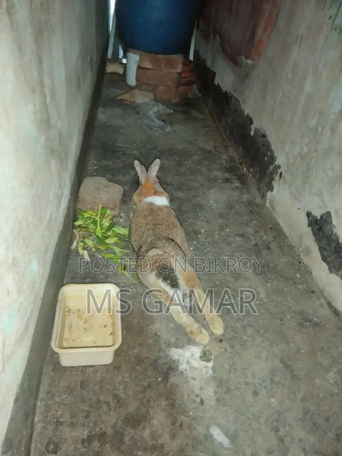 Rabbit Pair for Sale
