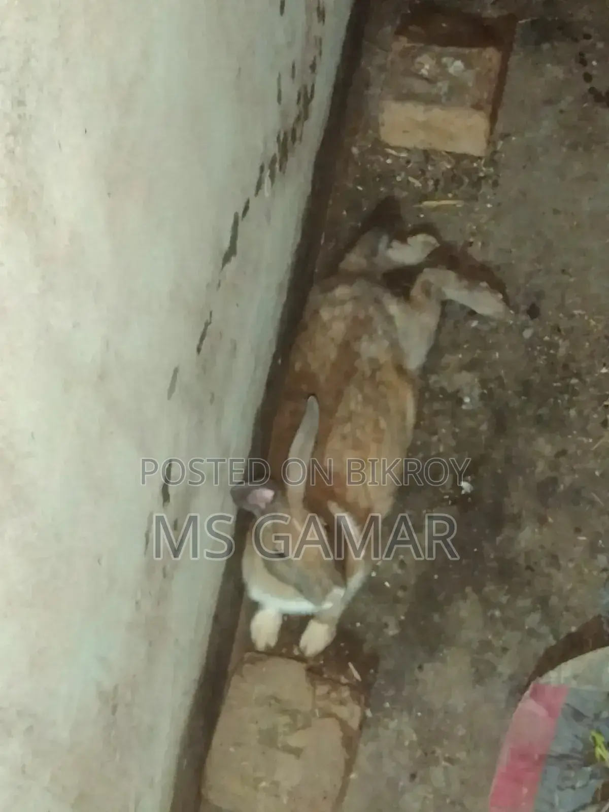 Rabbit Pair for Sale