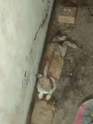 Rabbit Pair for Sale