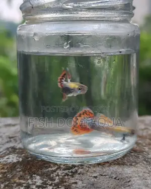 Dambo Mosaic Guppy