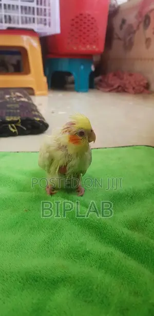 Baby Cockatiel