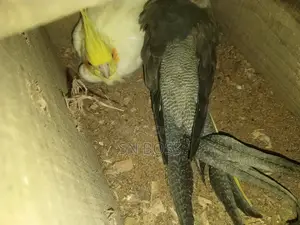 Cockatiel Birds