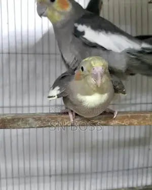 Cockatiel Birds