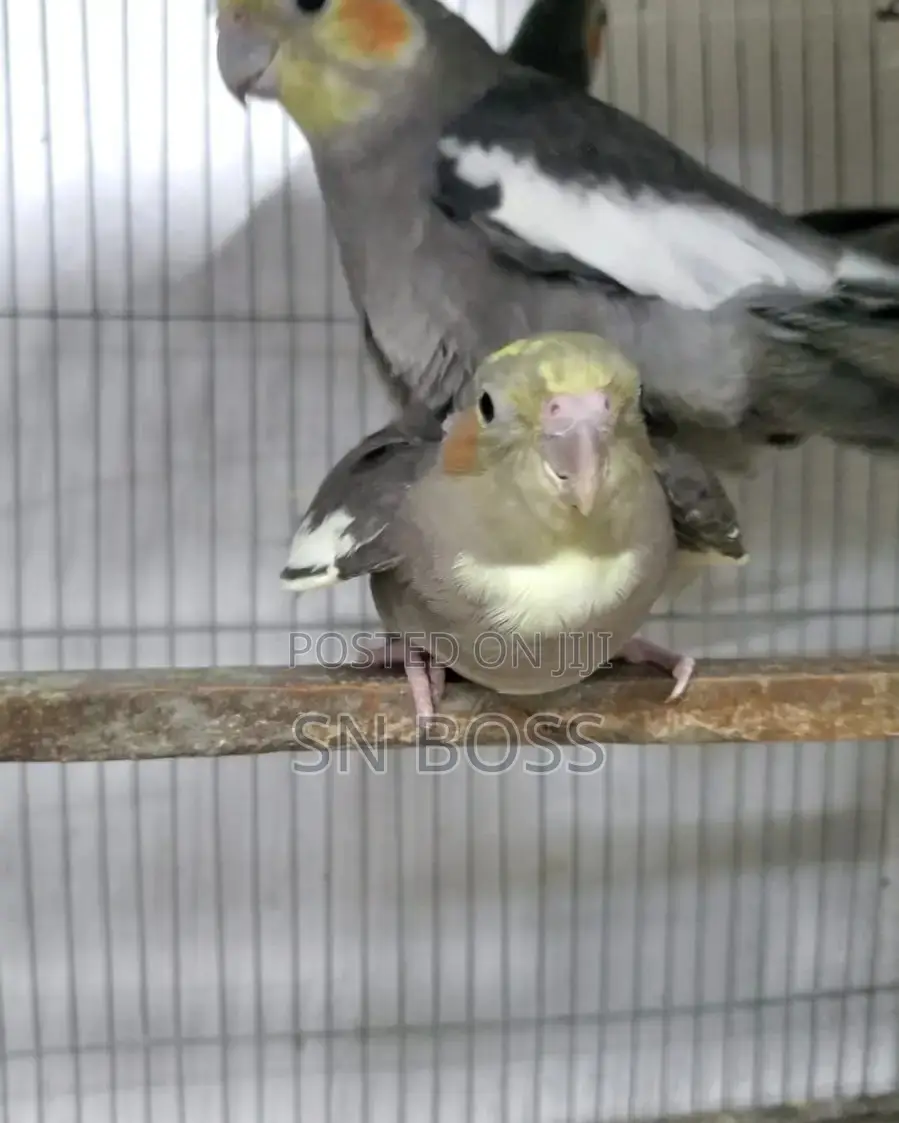 Cockatiel Birds