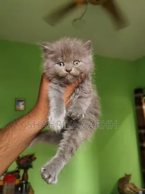 1-3 Months Female Purebred Persian