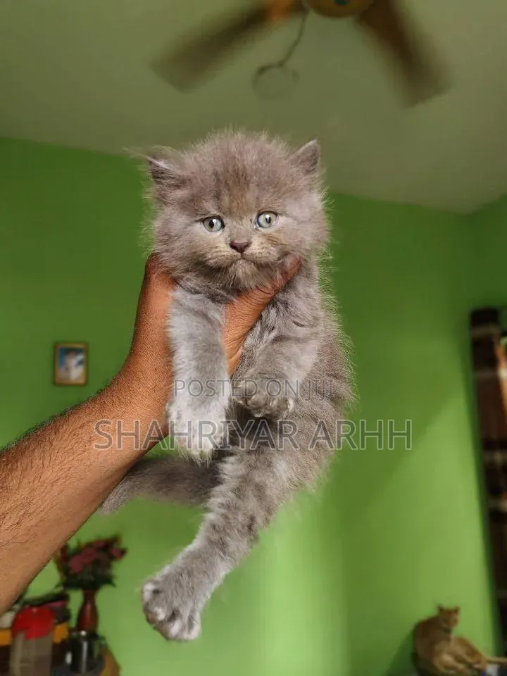 1-3 Months Female Purebred Persian