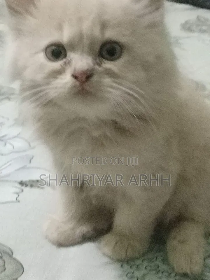 1-3 Months Female Purebred Persian