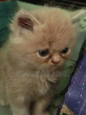 1-3 Months Female Purebred Persian