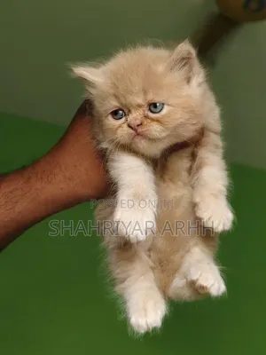 1-3 Months Female Purebred Persian