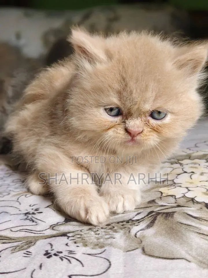 1-3 Months Female Purebred Persian