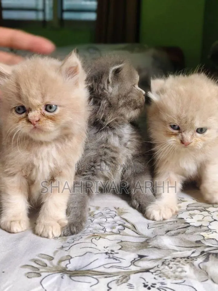 1-3 Months Female Purebred Persian