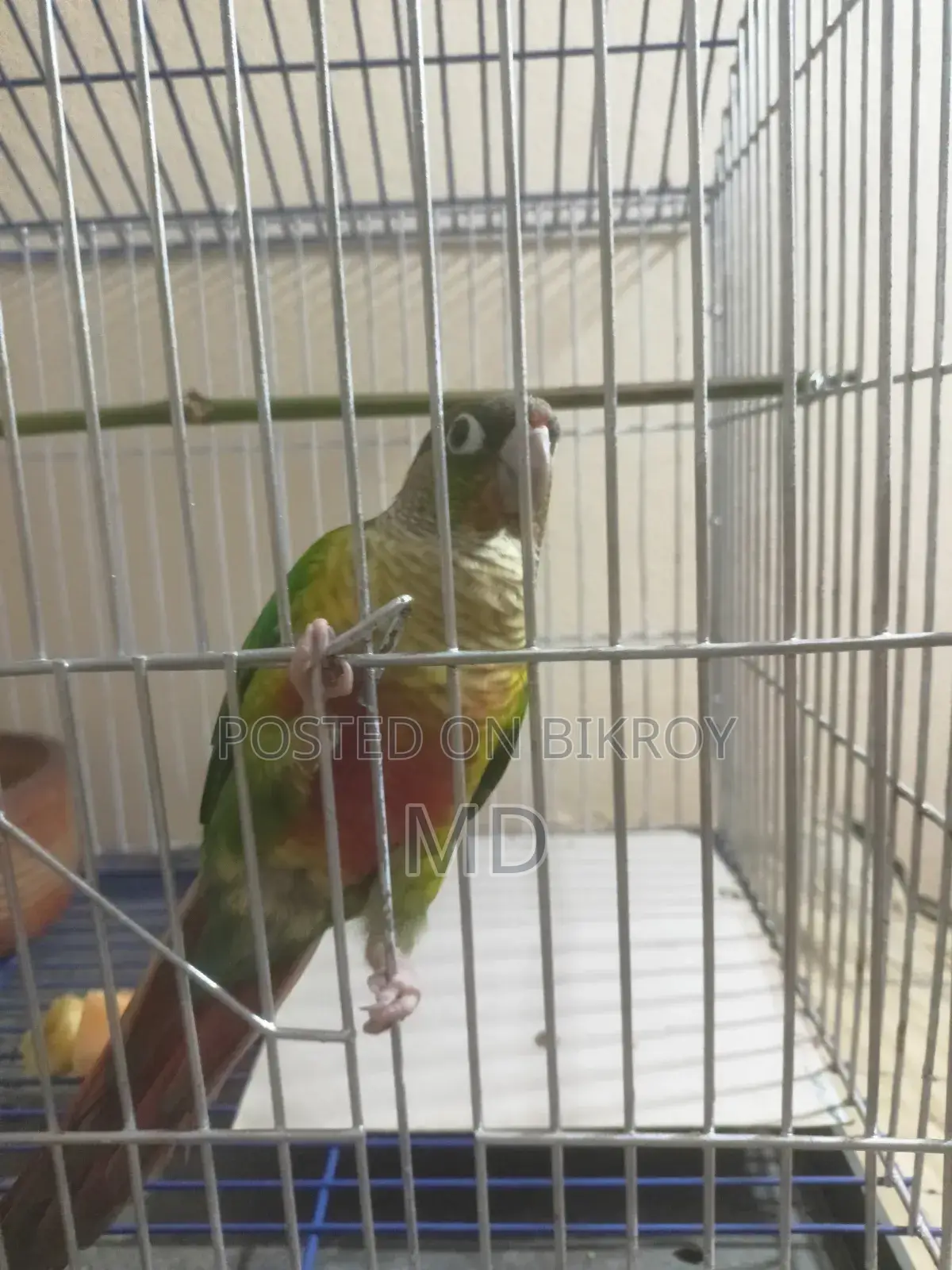 A Tame Green Cheek Conure Bird