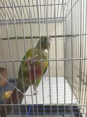 A Tame Green Cheek Conure Bird