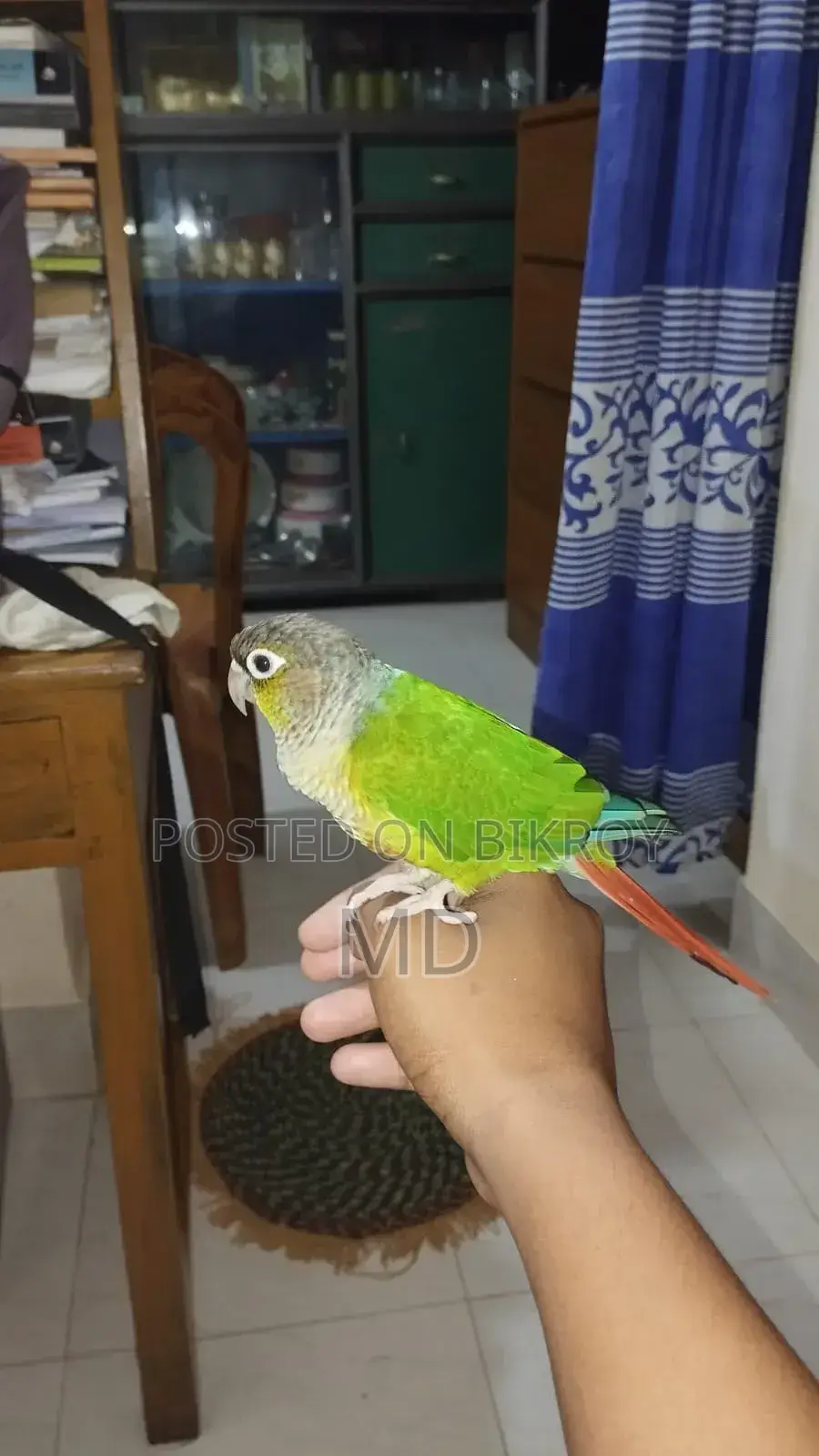 A Tame Green Cheek Conure Bird