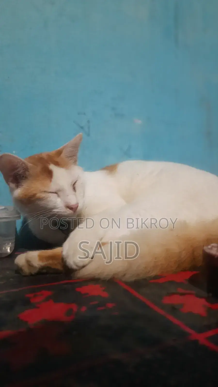 ৬-১২ মাস বয়সী পুরুষ মিক্সড ব্রিড পার্সিয়ান