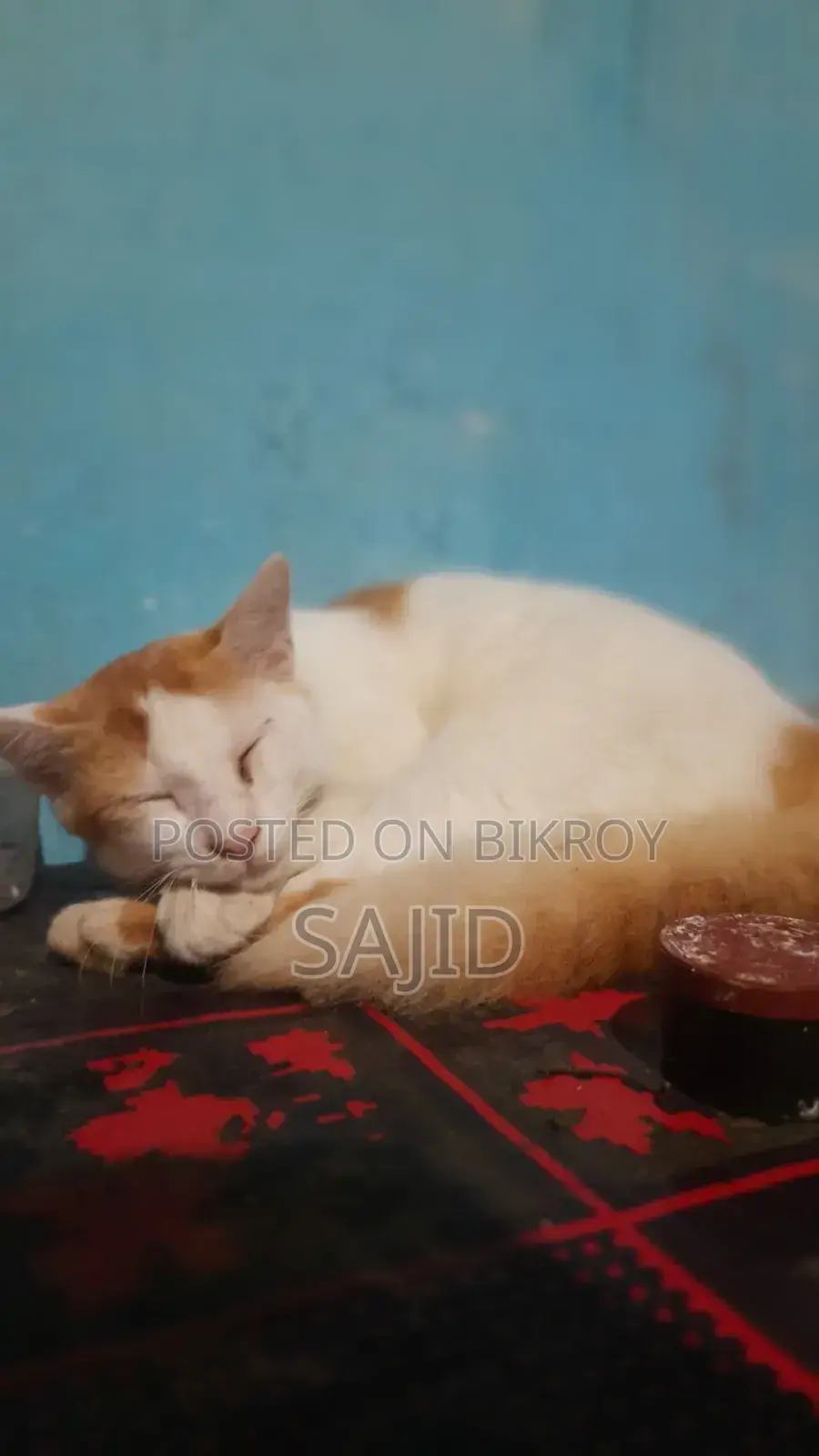 ৬-১২ মাস বয়সী পুরুষ মিক্সড ব্রিড পার্সিয়ান