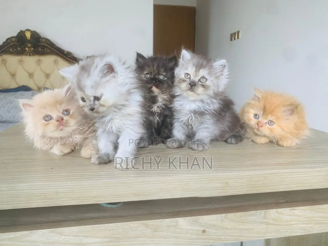 1-3 Months Male Purebred Persian