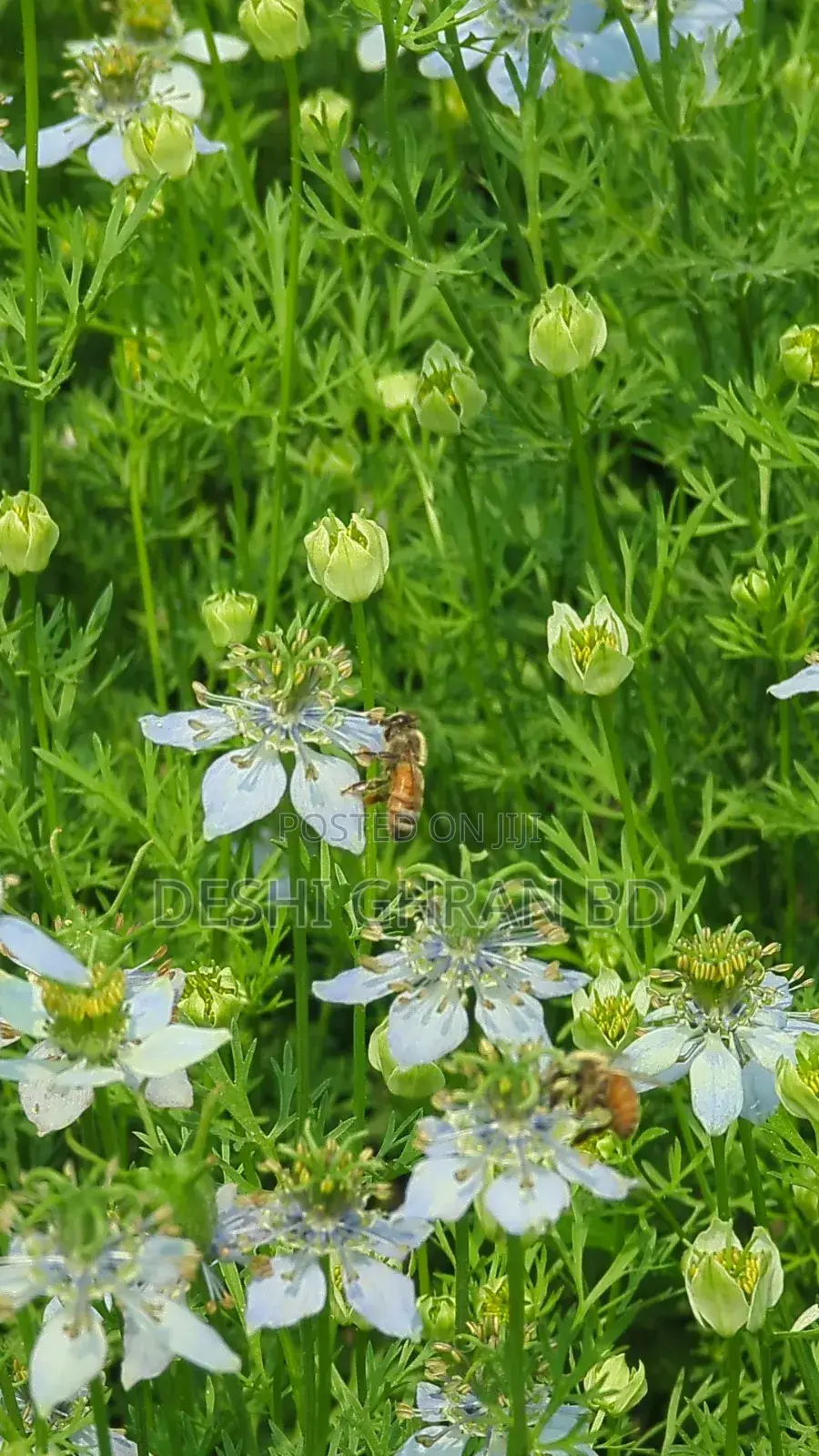 Black Cumin Flower Honey