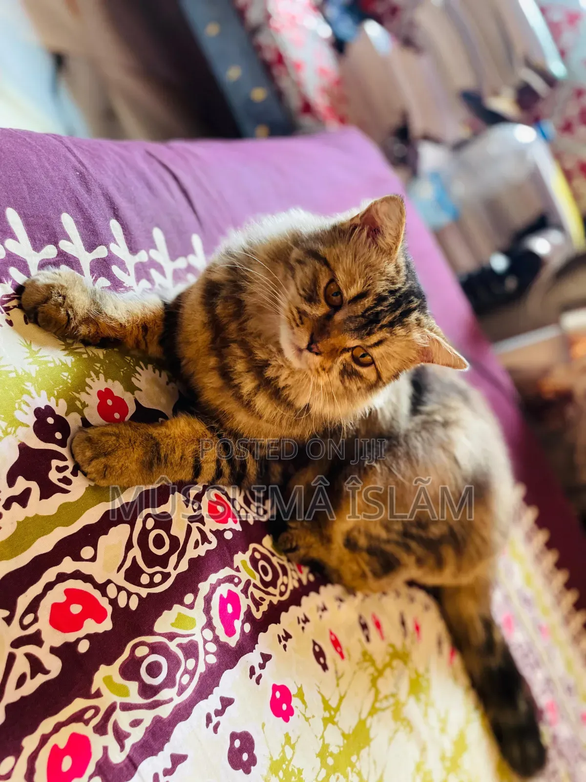 1+ Year Old Male Purebred Persian Cat