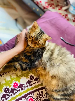 1+ Year Old Male Purebred Persian Cat