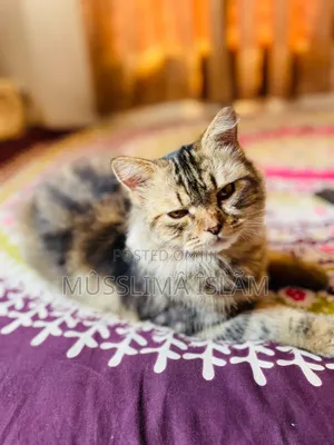 1+ Year Old Male Purebred Persian Cat